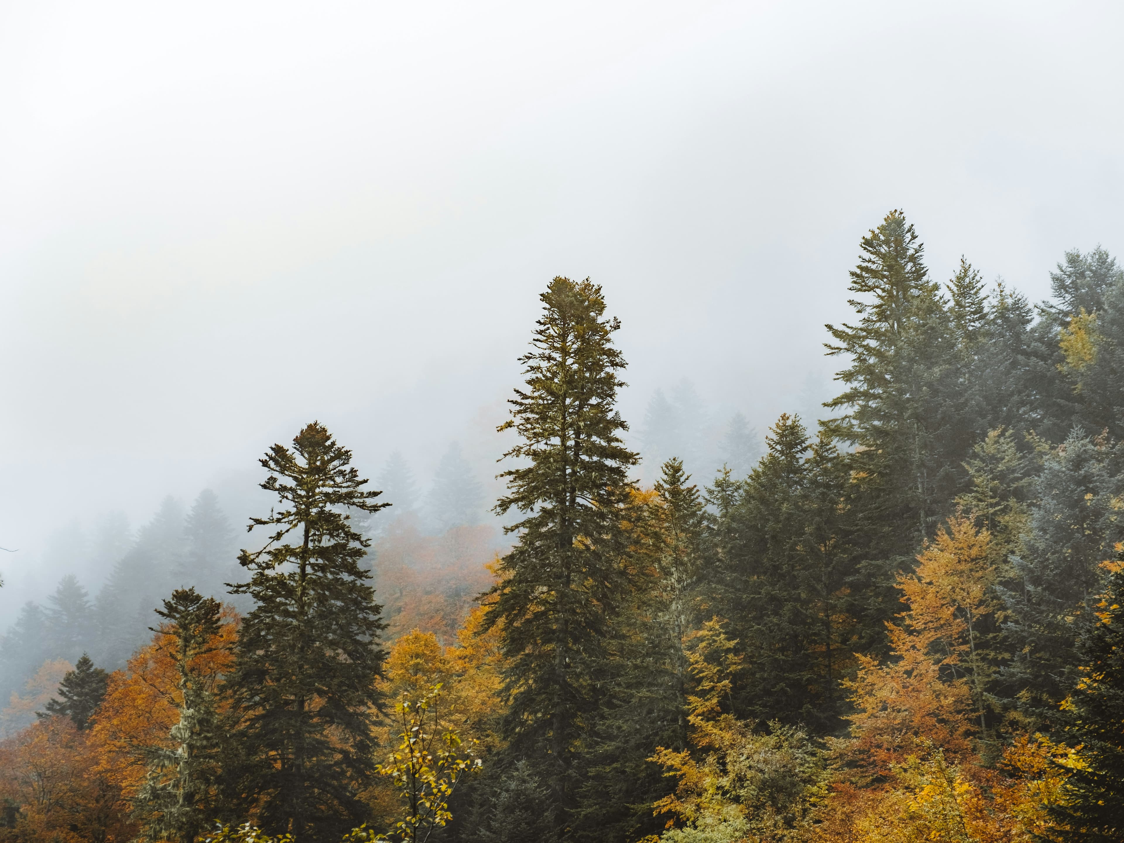 listing card gallery